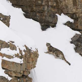 panthere_des_neiges_vignette
